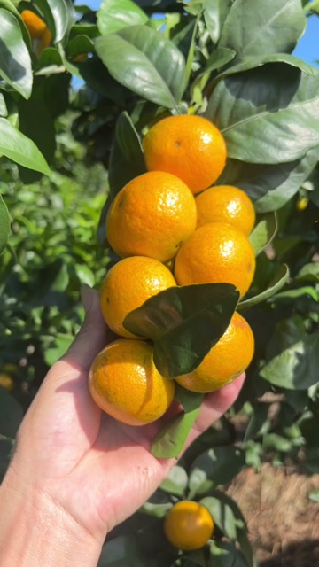 广西金秋砂糖橘外观靓丽，口感风味佳，细嫩化渣，入口即化。