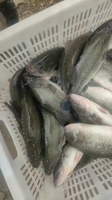 天津淡水鲈鱼有需要的联系