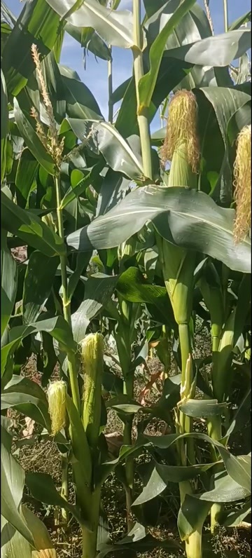永登县万糯2018黄甜糯.甜玉米