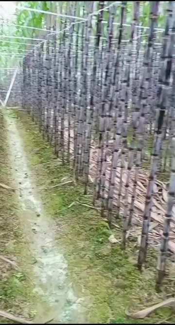 贵州柴皮甘蔗，产地推销，一手货源，货源充足
