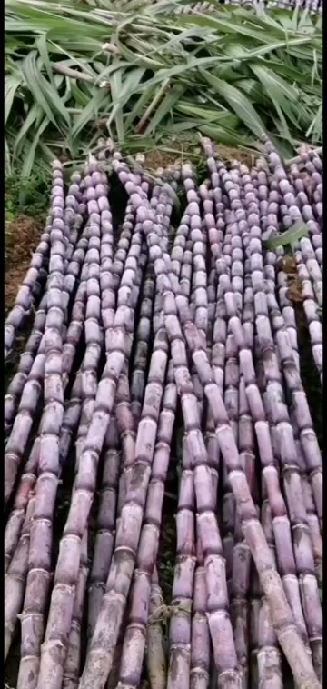 贵州柴皮甘蔗，产地推销，一手货源，货源充足