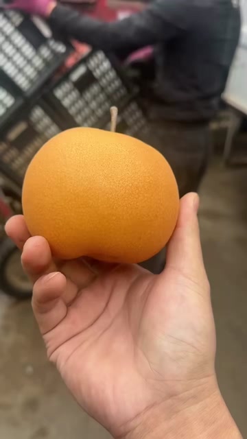 秋月梨大量有货，7毛至1.3元，欢迎新老客户订购