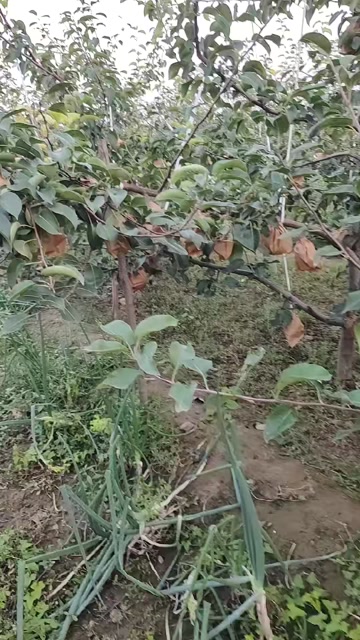 酥梨