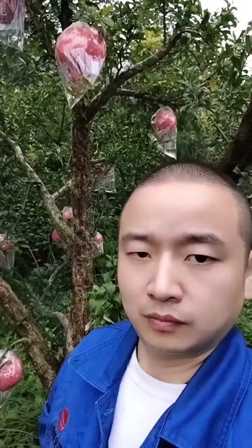 西安临潼黄皮石榴