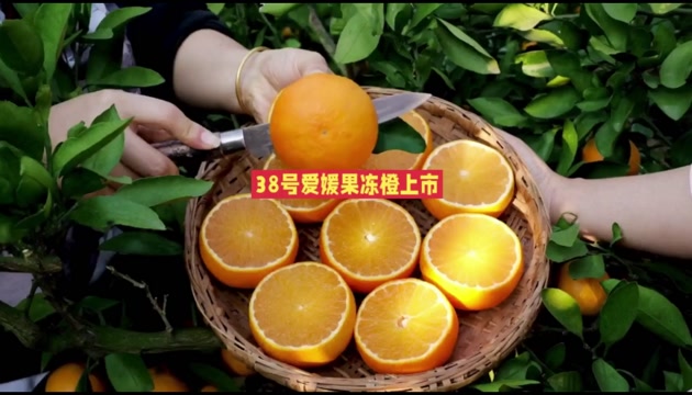 〖现货〗四川爱媛38号果冻橙手剥橙子皮薄多汁柑橘果肉细腻清甜