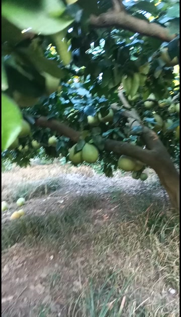柚子