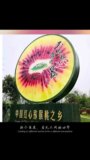 原产地四川苍溪红阳猕猴桃
