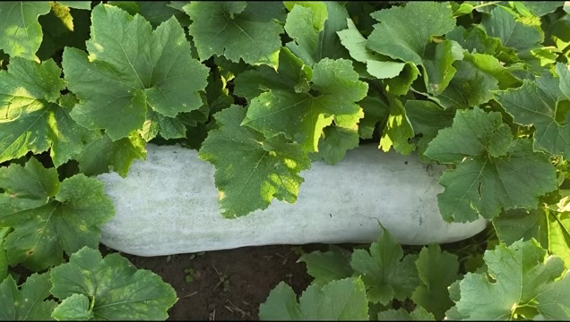 长期供应白皮冬瓜籽，质量很好，长出的白皮冬瓜条形很好。
