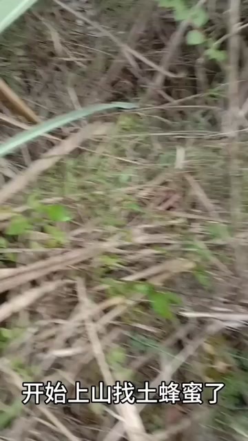 阳朔县土蜂蜜，天然，