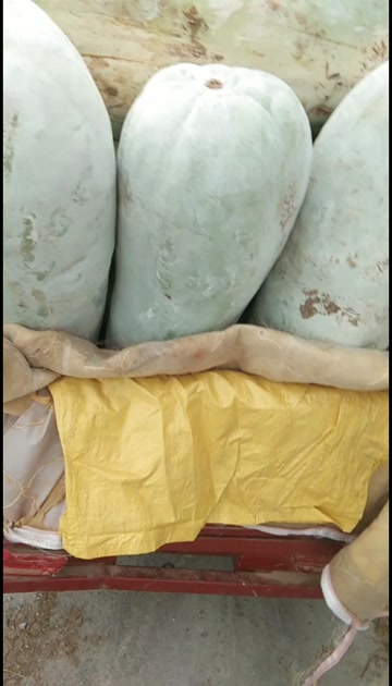 白皮冬瓜