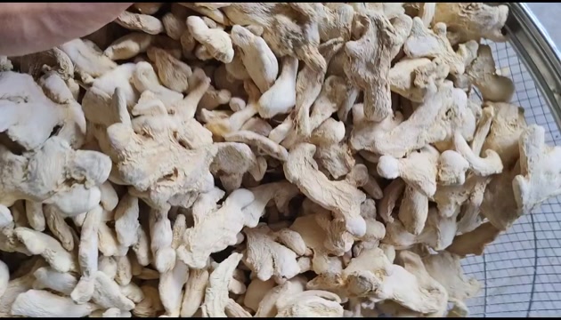 干姜个 优质云南小黄姜 干姜个 批发零售