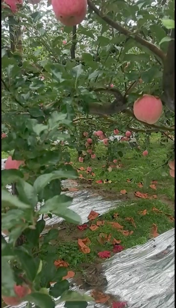 产地出售洛川苹果
