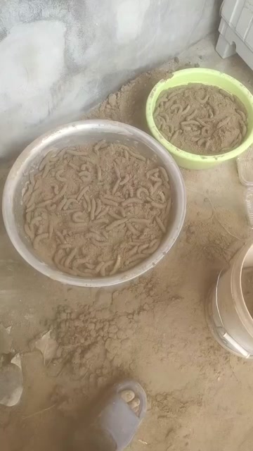 青岛平度下蛰豆虫鲜活供应