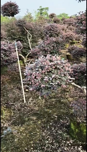 供应红继木原生造型
