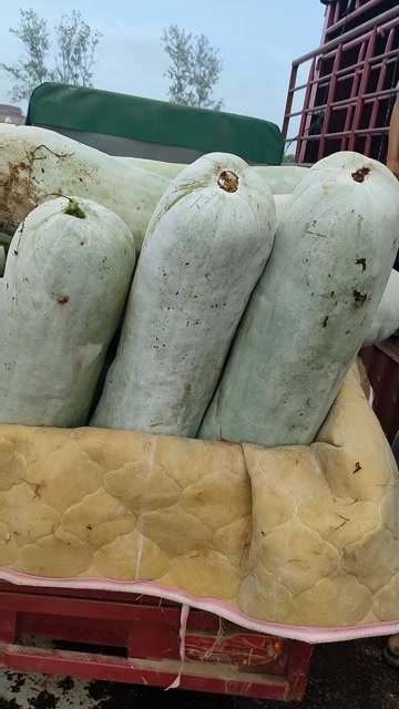 白皮冬瓜