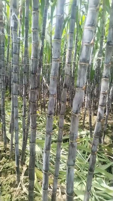 龙州县黑皮甘蔗  产地直销，节长均匀   现砍现发   致电优惠