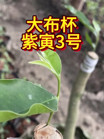 茂名紫紫3号、国香、免打孔自然结香品种