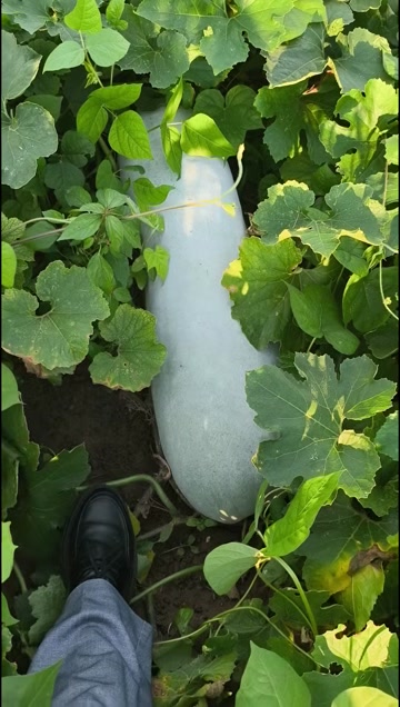长期供应白皮冬瓜籽，质量很好，长出的白皮冬瓜条形很好。