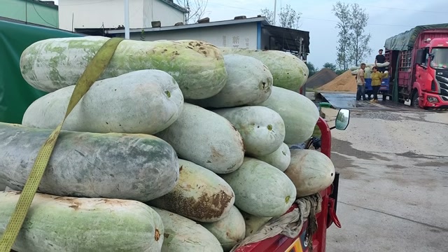 白皮冬瓜