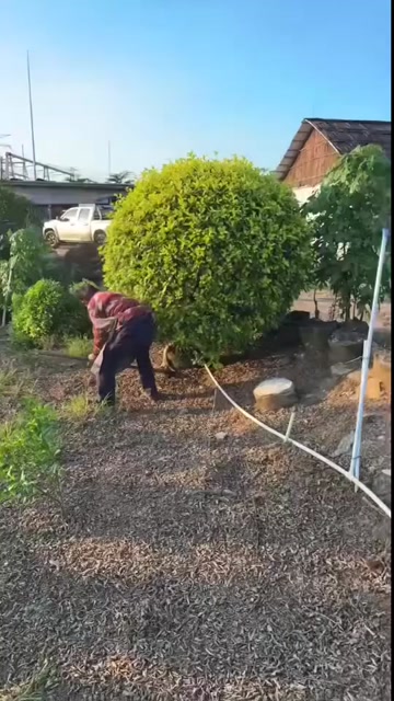 黄蓉球