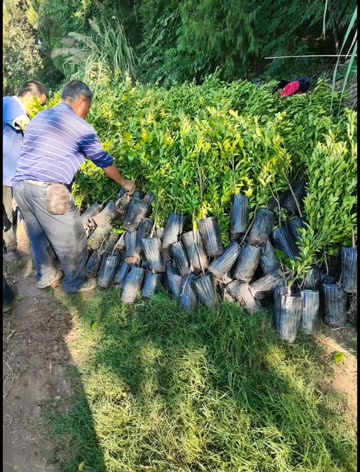 耙耙柑嫁接苗柑橘苗果子大果冻果肉现挖现发保湿发货快递包邮