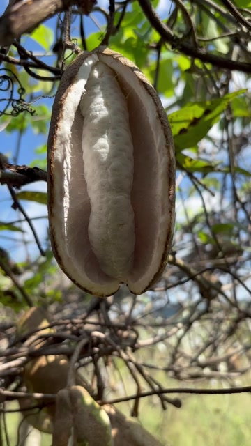 八月瓜果肉富含氨基酸、矿物质、维生素、果胶等多种人