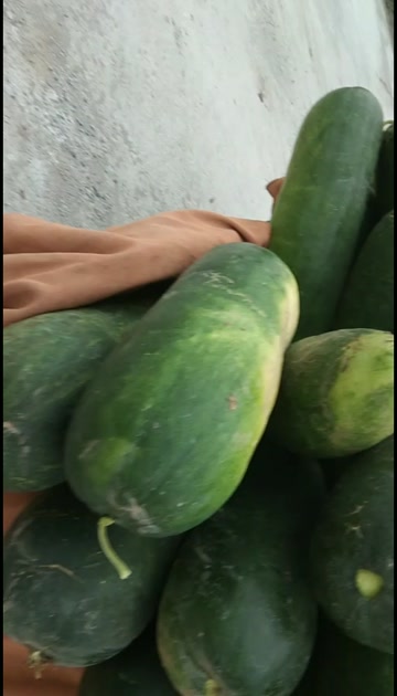黑皮冬瓜