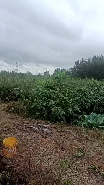 烟台中华丑梨