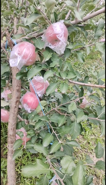 红富士苹果  膜代的富士苹果坡上货膜代的富士苹果口感好的，，