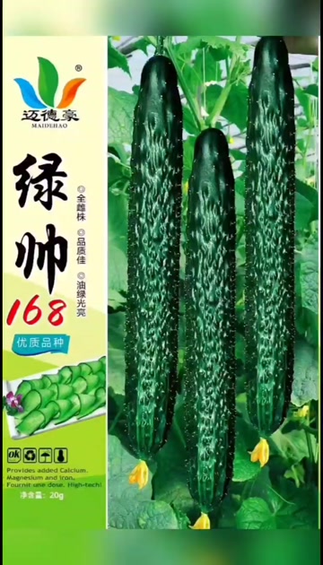 绿帅168 黄瓜种子全雌株杂交油绿早熟肉绿味香抗病刺密瘤大心