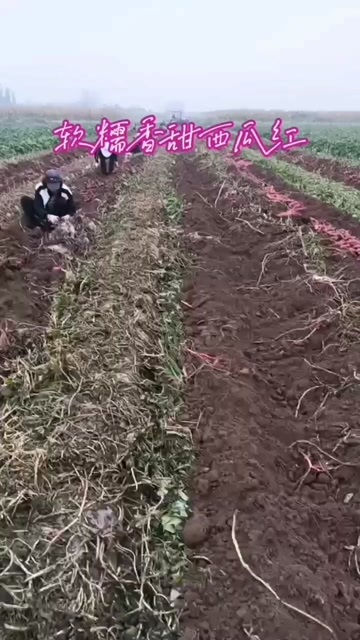 清德铺村西瓜红红薯