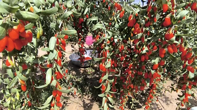 枸杞，生长在高原地区，富含多种营养成分。
