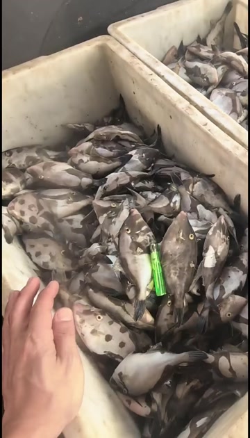 马面鱼、牛鱼、耗儿鱼、扒皮鱼！大量现货6-9条！