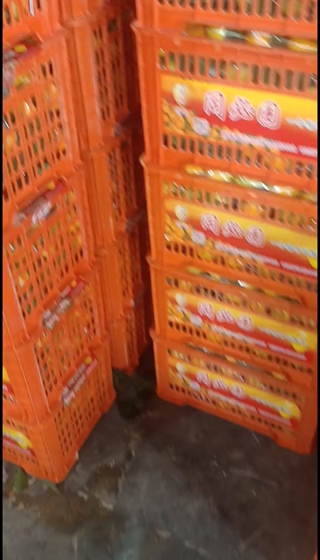 金秋沙糖桔