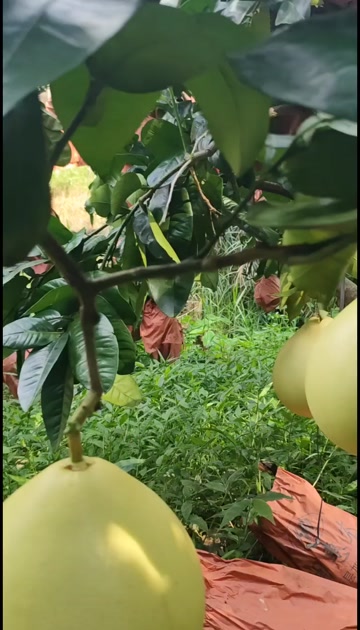 香柚