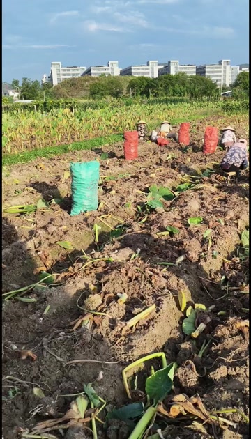 芋头，浙江红芽芋，毛芋，基地直发量大更优惠