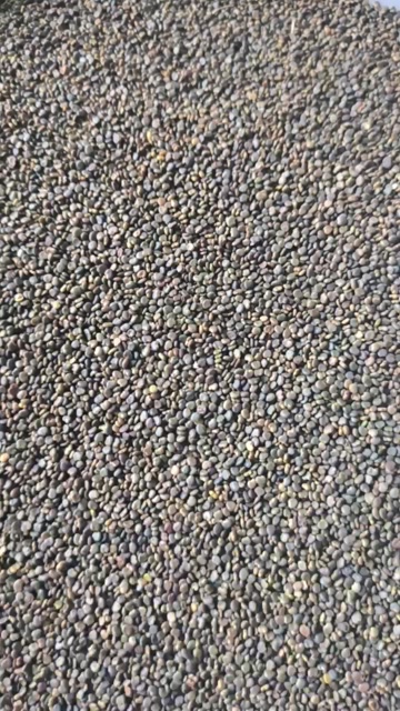 沙苑子 泡茶 泡酒 批发各种规格中药材 质量保证量大从优