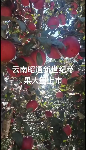 云南昭通新也纪苹果大量上市量大从优