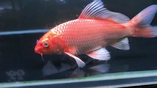红色普身蝴蝶鲤精品-17-18