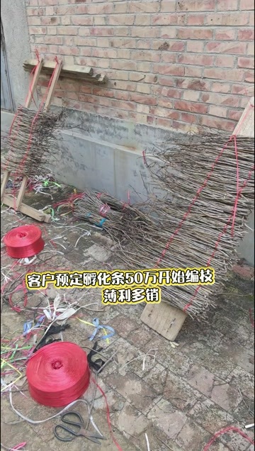 冠县杨树卵枝苹果卵枝白蜡卵枝