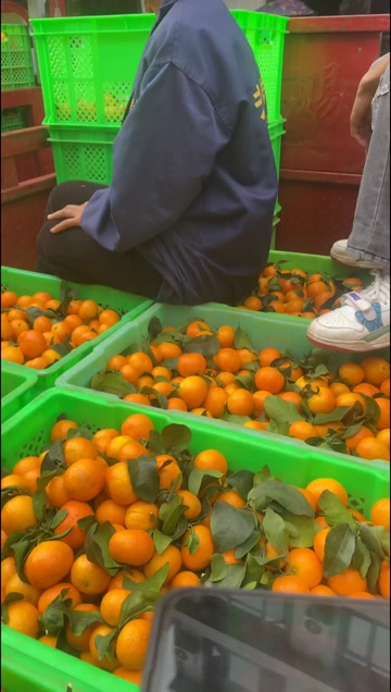 金秋沙糖桔