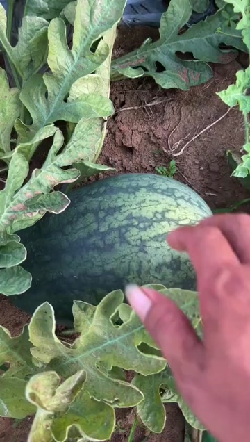 广西北海黑美人准备上市了需要的老板联系我