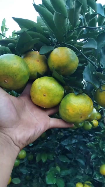 四川新津蜜橘，大量上市了，有需要的老板联系我