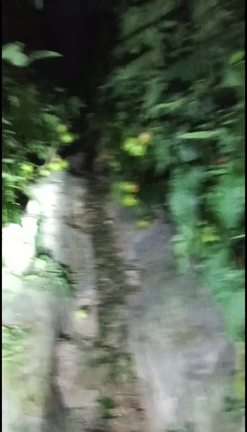 百亩基地一级硬粉西红柿明天第一茬开始采摘