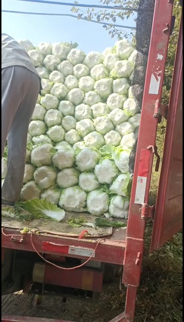 东北黄心大白菜