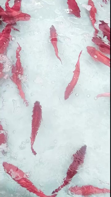 海南文昌东星斑 活鲜水产食用鱼类