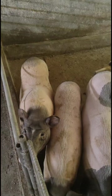 来自广西巴马保种厂引种自繁纯种巴马香猪种猪出售
