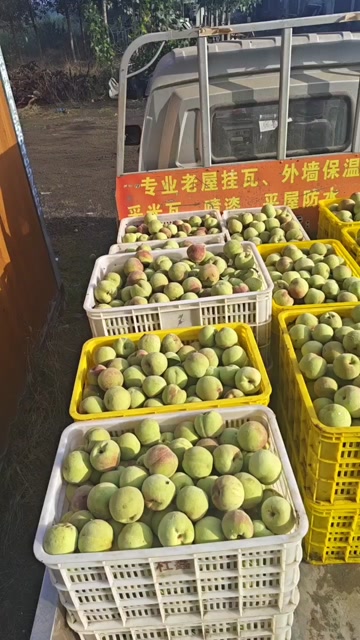 桃