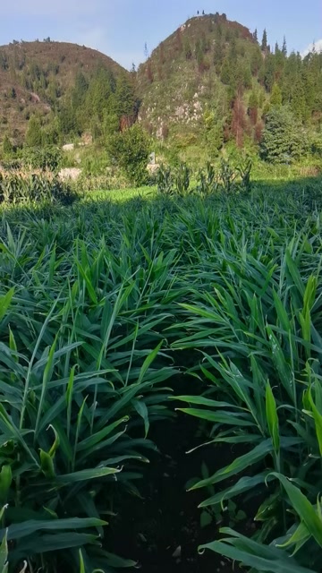 关岒精品二黄姜