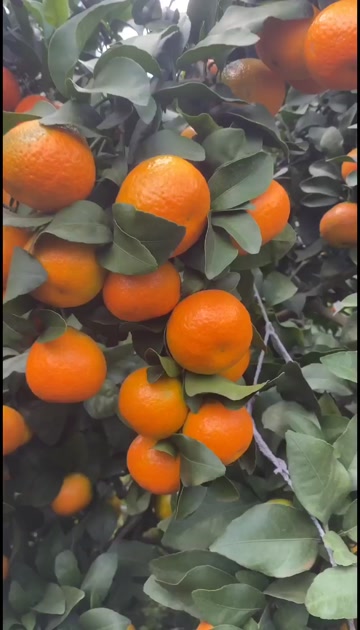 沙糖桔4kg 今年最後 沙糖桔4kg 今年最後